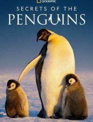 Secrets of the Penguins 1 сезон