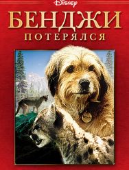 Бенджи потерялся